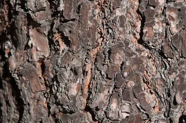 Bark texture — Stock Photo, Image