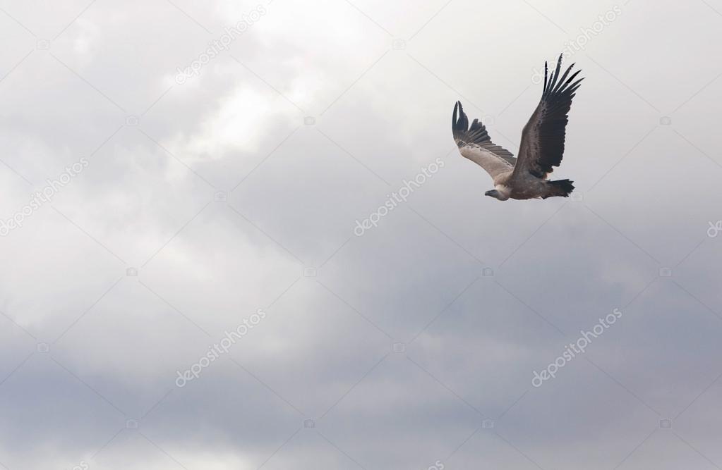Large vulture