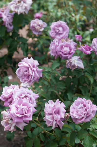 Rose Planting Public Park Outdoor City — Stock Photo, Image