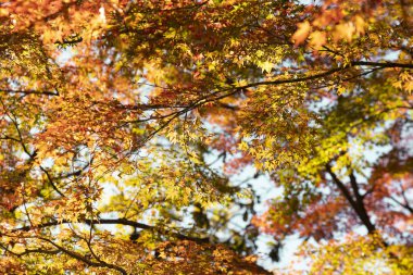 Japon parkında sonbahar yaprakları ve ağaçlar mevsimi.