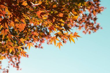 Japon parkında sonbahar yaprakları ve ağaçlar mevsimi.