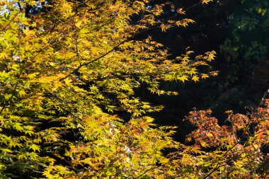 Japon parkında sonbahar yaprakları ve ağaçlar mevsimi.