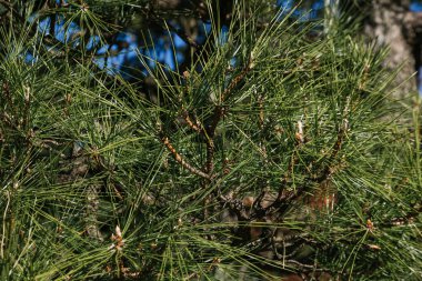 Japon parkında Japon siyah çamı (Pinus thunbergii) ağacı.