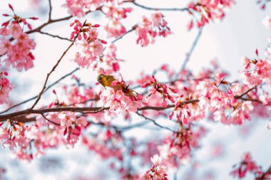 Japon beyaz gözlü kuşu Tokyo, Japonya 'da kiraz çiçekleri arasında görülmektedir..