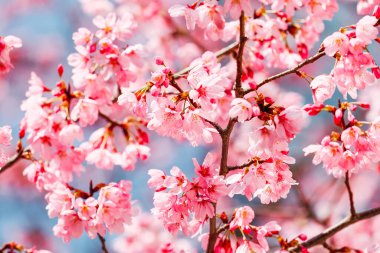 Tokyo, Japonya 'da çiçek açan kiraz çiçekleri görülüyor.