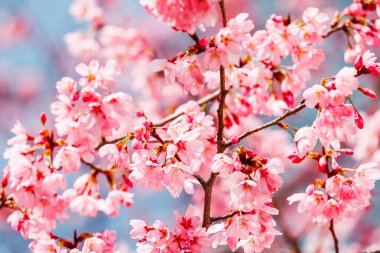 Tokyo, Japonya 'da çiçek açan kiraz çiçekleri görülüyor.