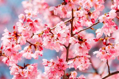 Tokyo, Japonya 'da çiçek açan kiraz çiçekleri görülüyor.