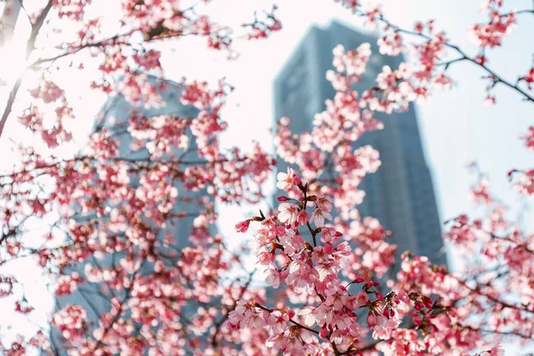 Körsbärsblommor Full Blom Ses Tokyo Japan — Stockfoto