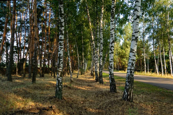 White Birch Trees Beautiful Birch Bark Birch Grove Rays Summer — Stock Photo, Image