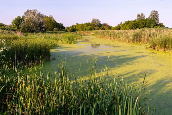 Landscape with a small lake overgrown with duckweed and reeds.