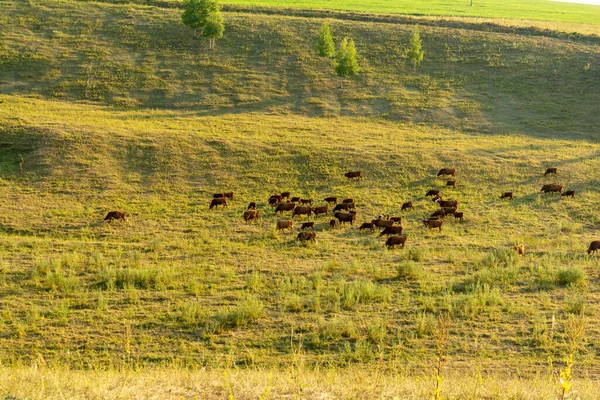 Herd Cows Grazing Pasture Rays Evening Summer Sun — Stock Photo, Image