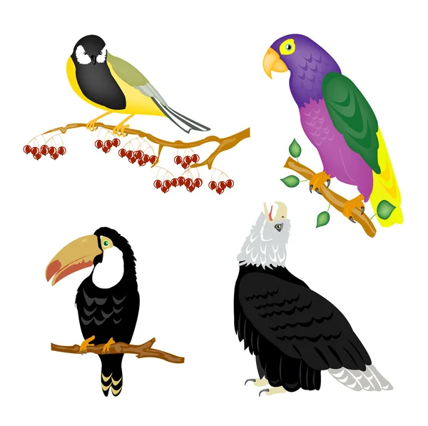 Vogels — Stockvector