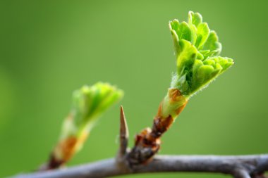 Genç yeşil bahar yaprak ağaç