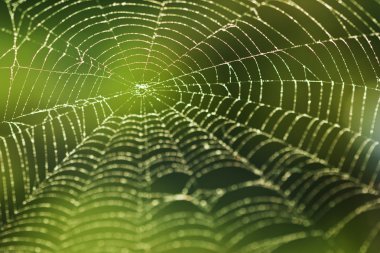 su parlayan spiderweb düşer.