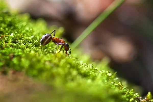 Ant work in the green grass — Stock Photo, Image
