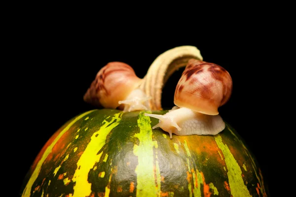 White snails on green pumpkin — Stock Photo, Image