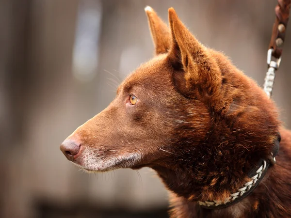 Red dog with yellow eyes on outdoors — Stock Photo, Image