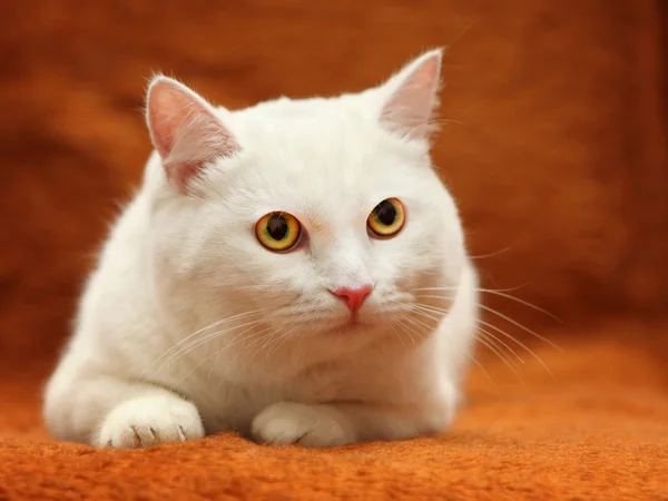 Белая кошка с желтыми глазами — стоковое фото