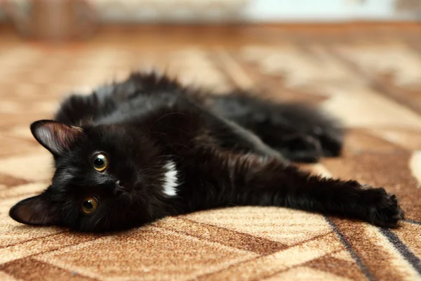 Portrét černá kočka relaxační na koberci — Stock fotografie