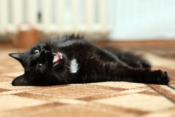 Gähnende schwarze Katze auf Teppich — Stockfoto