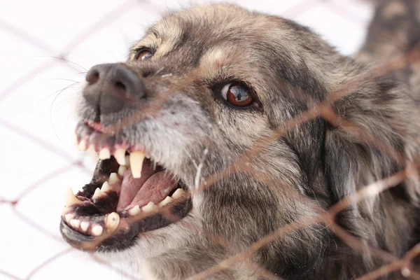 Arrabbiato cane abbaiante in una gabbia d'acciaio — Foto Stock