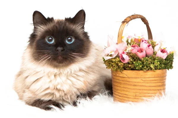 Mooie kat met mand van bloemen — Stockfoto