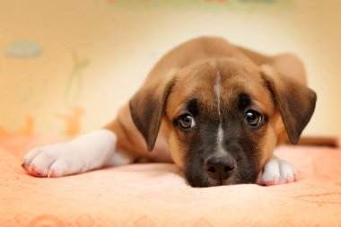 kırmızı köpek yatakta Biege'e levhalar üzerinde döşeme