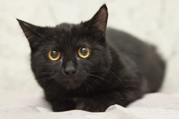 Niedliche schwarze Katze liegt auf weißem Hintergrund — Stockfoto