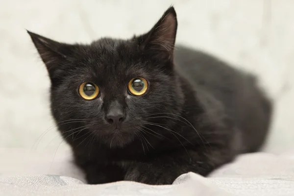 Gato preto bonito deitado no fundo branco — Fotografia de Stock