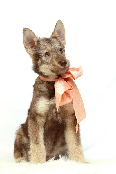 Grey puppy with peach bow — Stock Photo, Image