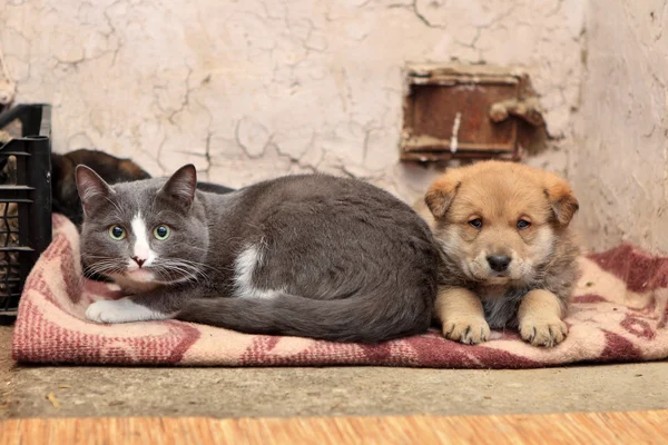 Cão e gato sem abrigo — Fotografia de Stock