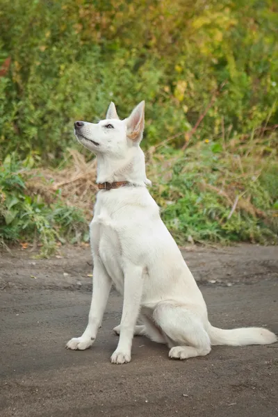 Bílý pes sedící na zemi — Stock fotografie