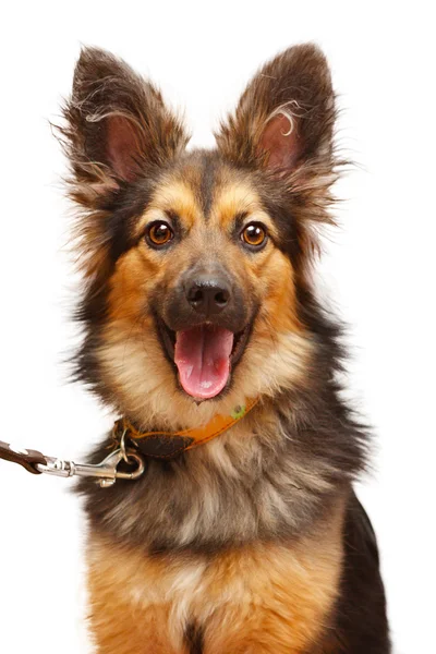 ağzı açık olan mutlu köpek