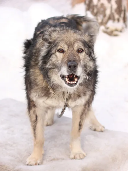 Vecchio cane che abbaia in inverno — Foto Stock