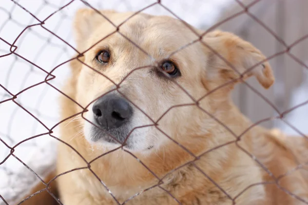 Triste cane senzatetto per maglia metallica — Foto Stock