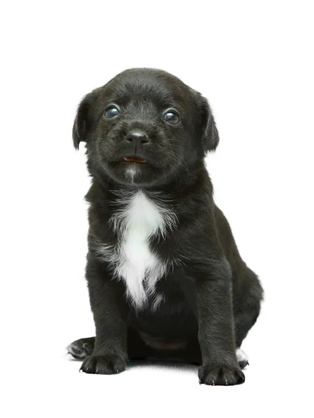 Black and white puppy on background — Stock Photo, Image