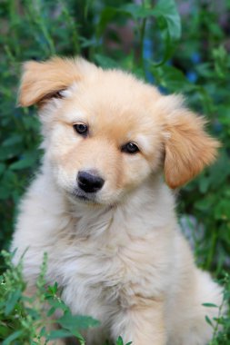 bahçede köpek yavrusu