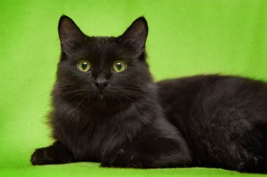 battaniye var yalan yeşil gözlü siyah kedi