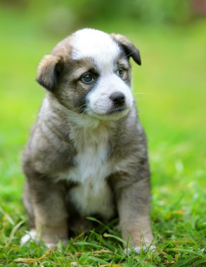 bahçede köpek yavrusu