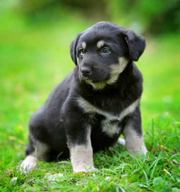 bahçede köpek yavrusu