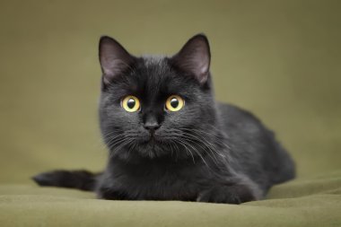 Sarı gözlü güzel siyah kedi.