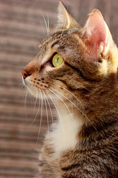 Portrait of a cat with yellow eyes — Stock Photo, Image