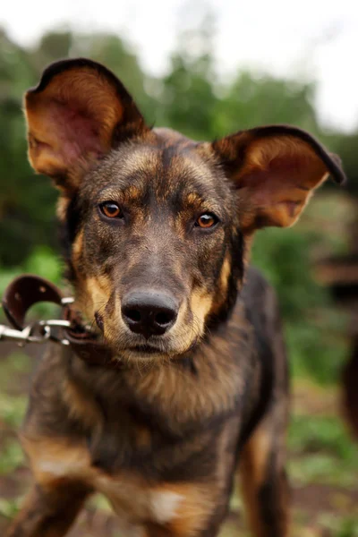 Dog looking in camera — Stock Photo, Image