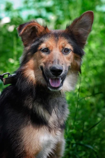 Happy brown dog portrait in summer — Stock Photo, Image