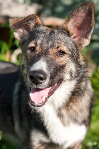 Happy dog portrait in summer — Stock Photo, Image