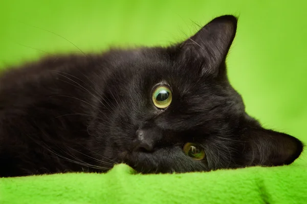 Schwarze Katze mit grünen Augen entspannt sich auf Decke — Stockfoto