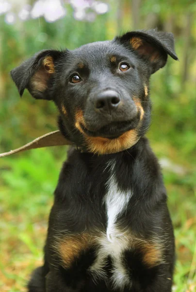 Dog portrait in summer — Stock Photo, Image