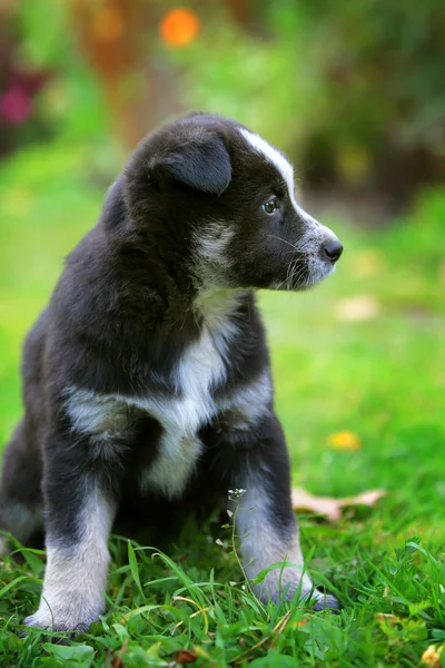 Puppy in de tuin — Stockfoto