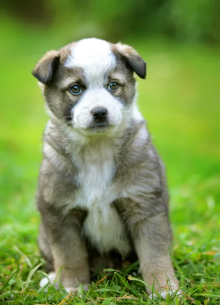 Bahçede köpek yavrusu — Stok fotoğraf