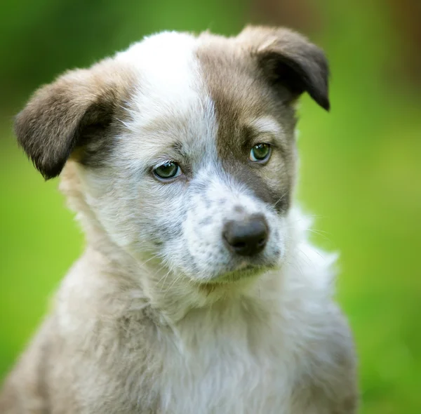 Filhote de cachorro no jardim — Fotografia de Stock